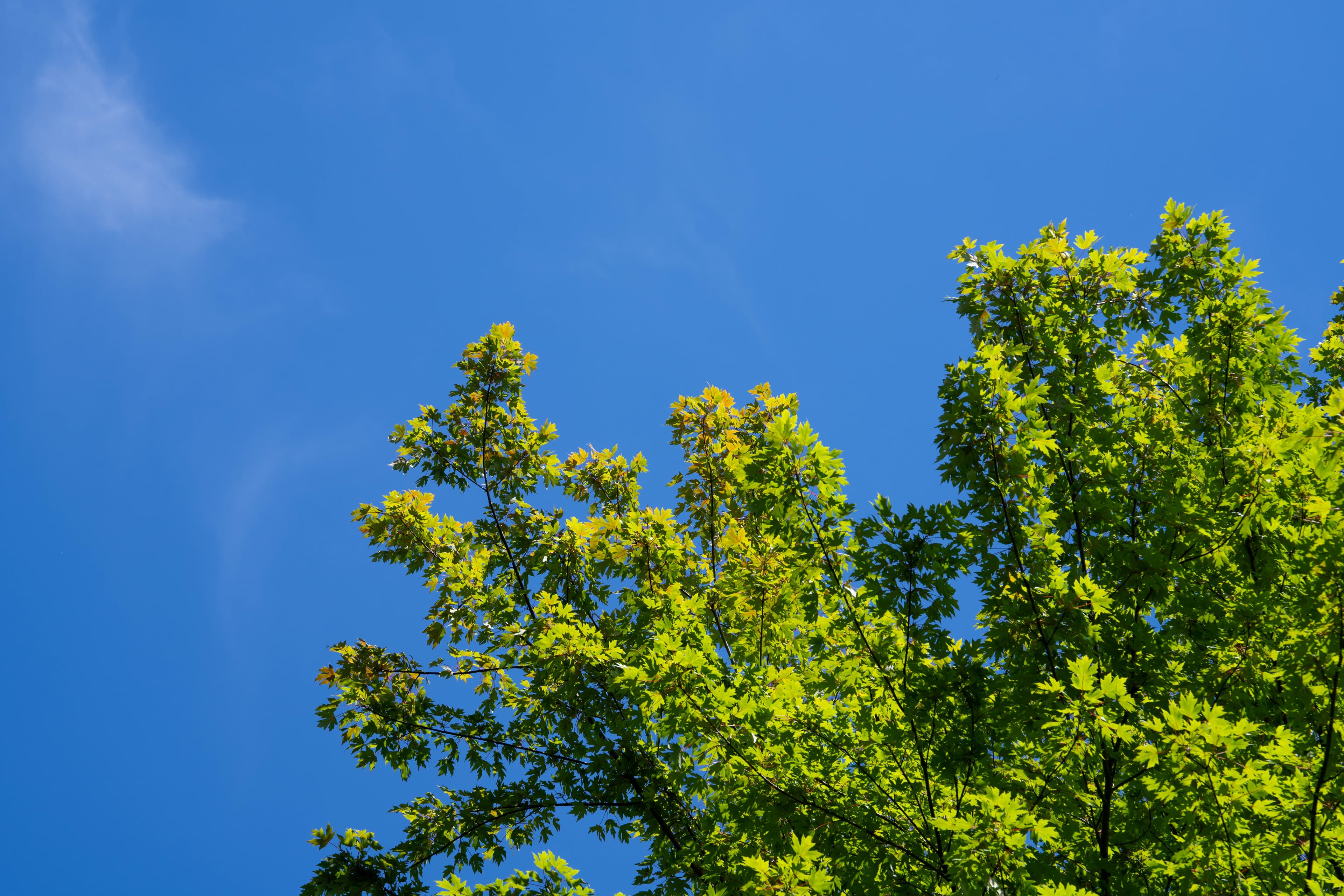 Tree against blue sky